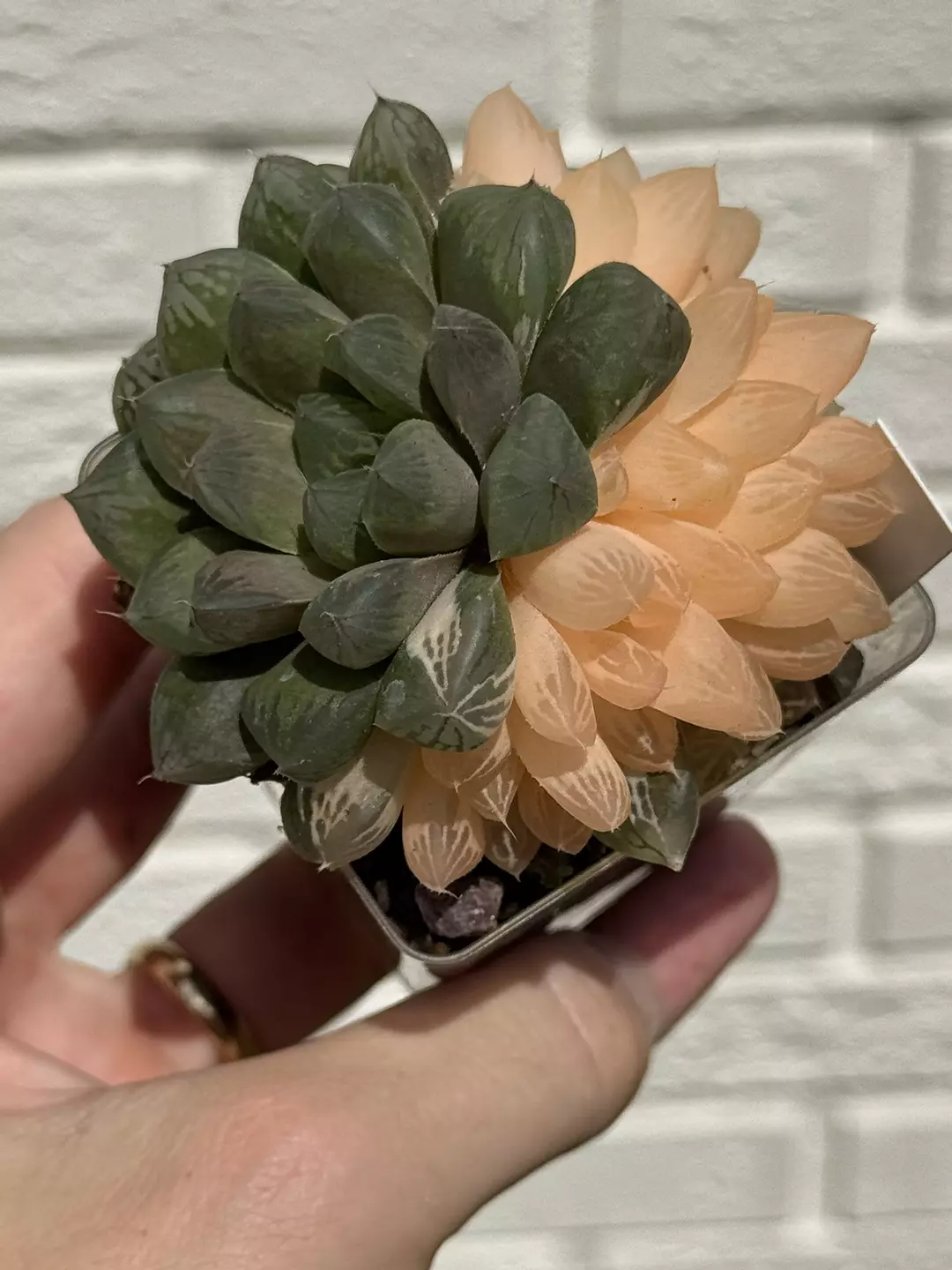 Seed grown Renny Haworthia created hybrid “Junes Bride” variegated. Rooted and established. thumbnail