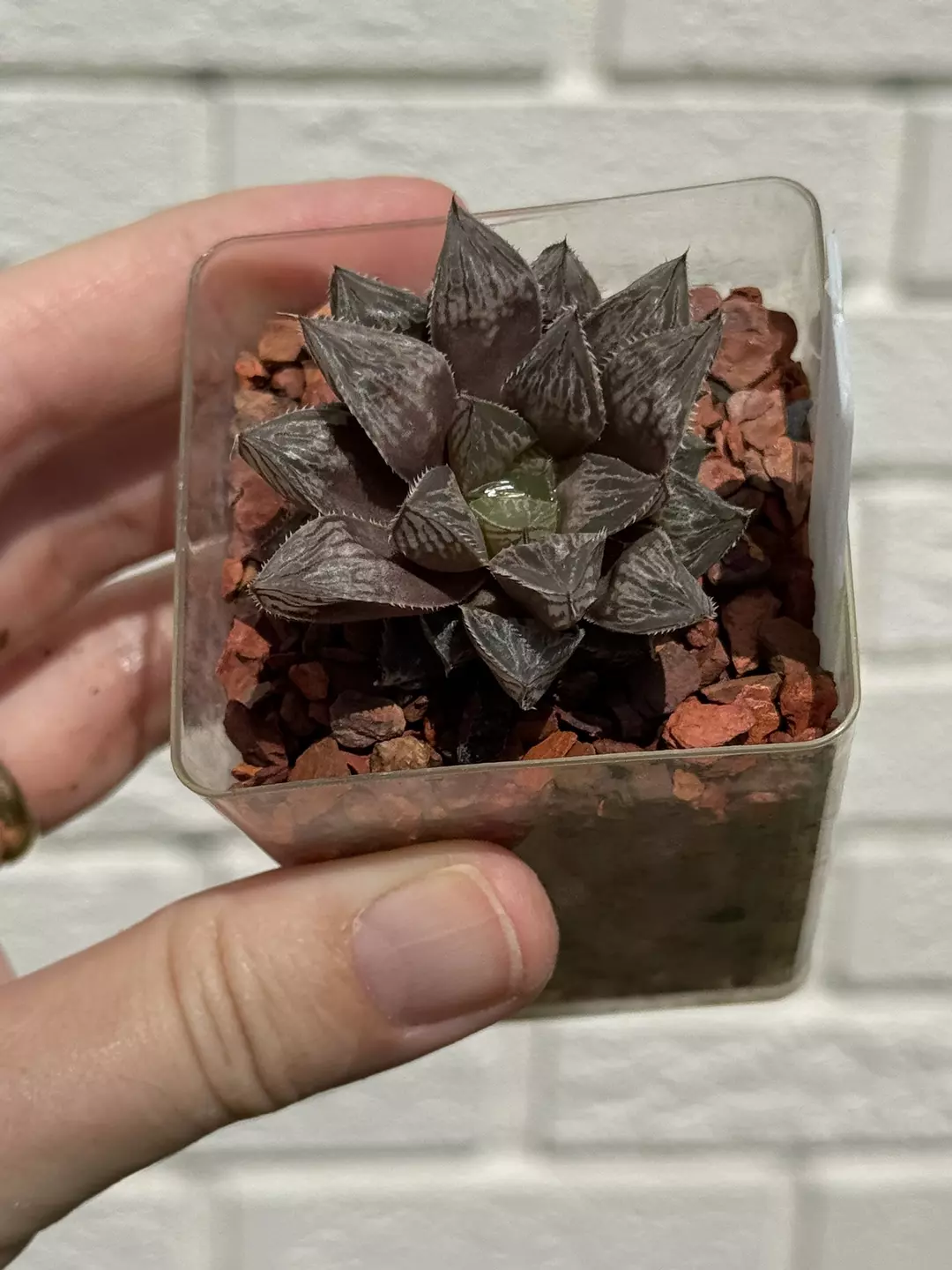 Haworthia hybrid murasaki komachi x mirrorball seed grown. Rooted offset. thumbnail