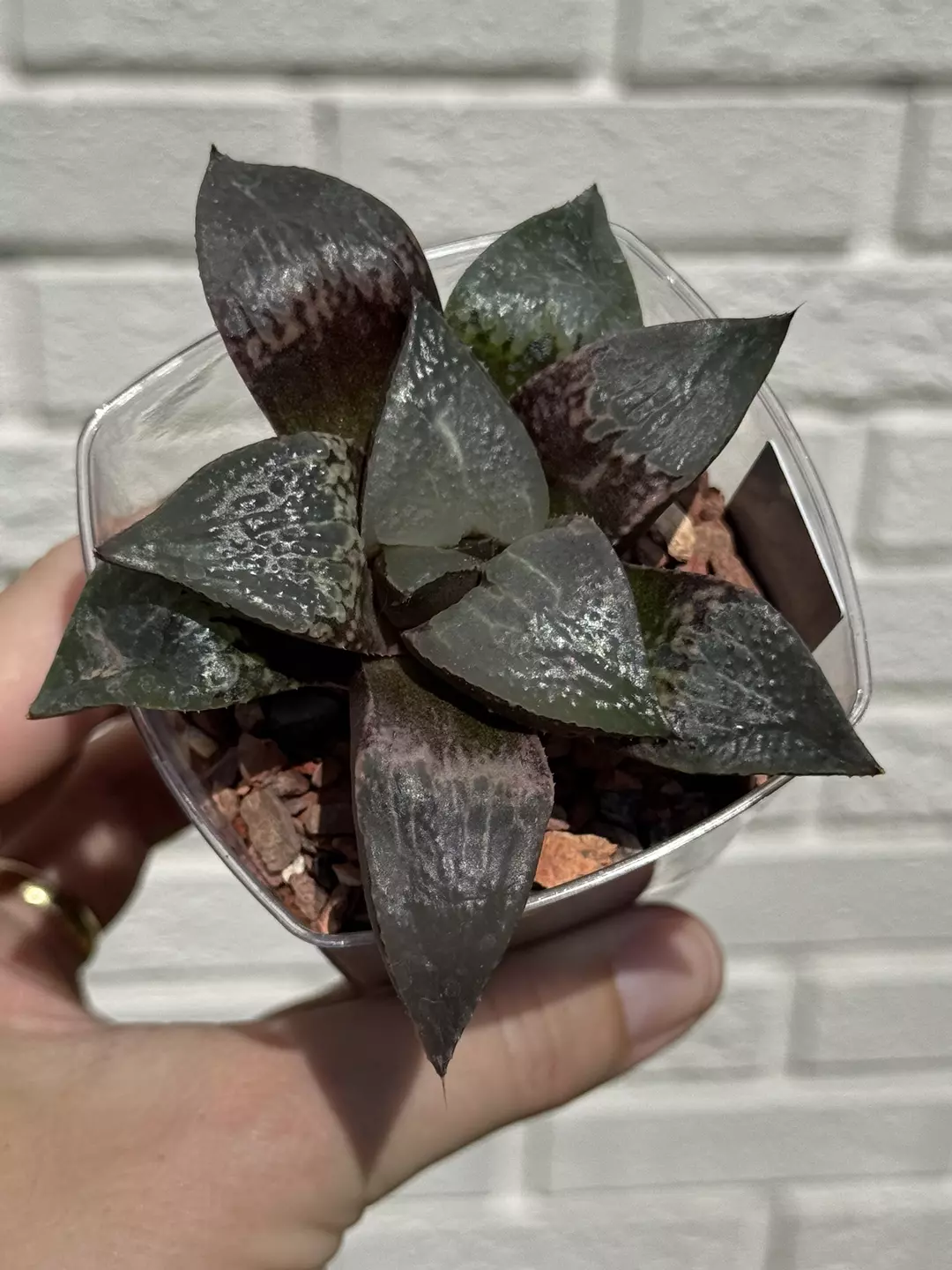 Haworthia hybrid “shuten doji” type A. Rooted. thumbnail