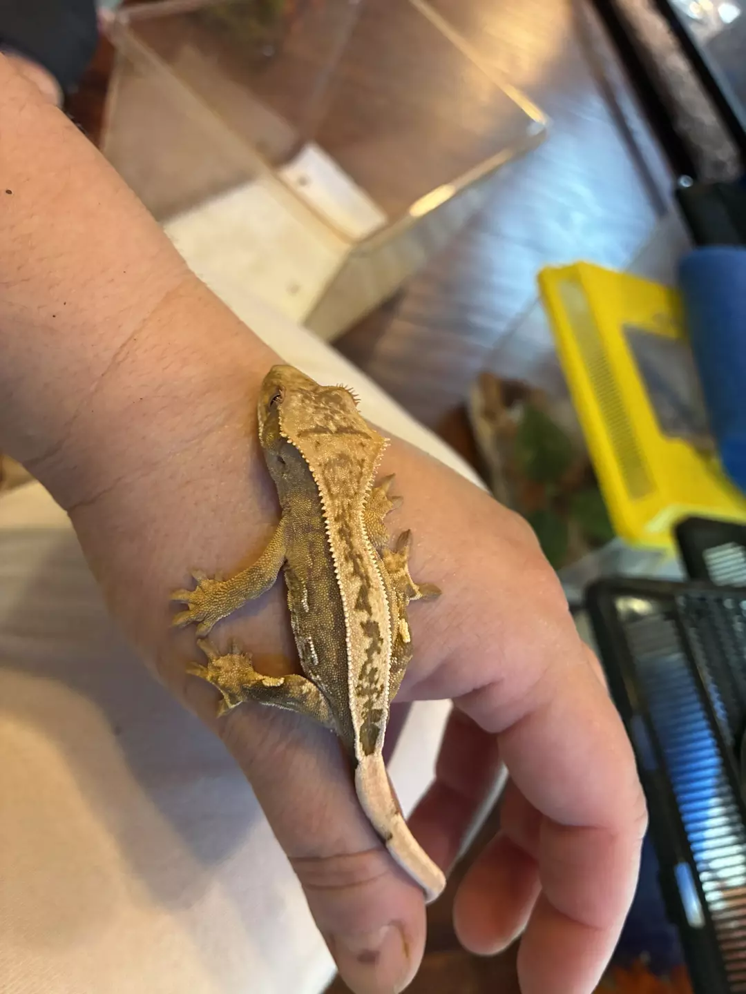 Wavelength thumbnail