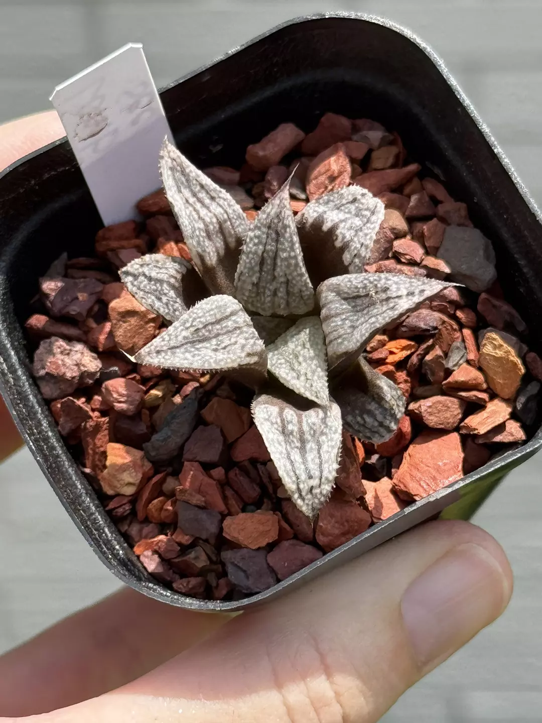 Vegetative rooted offset of Haworthia cv Lombard Star 2.5” thumbnail