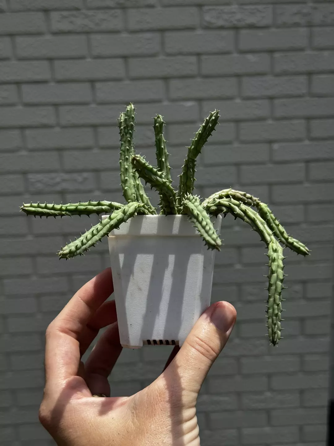 Huernia Procumbens rooted 3” pot thumbnail