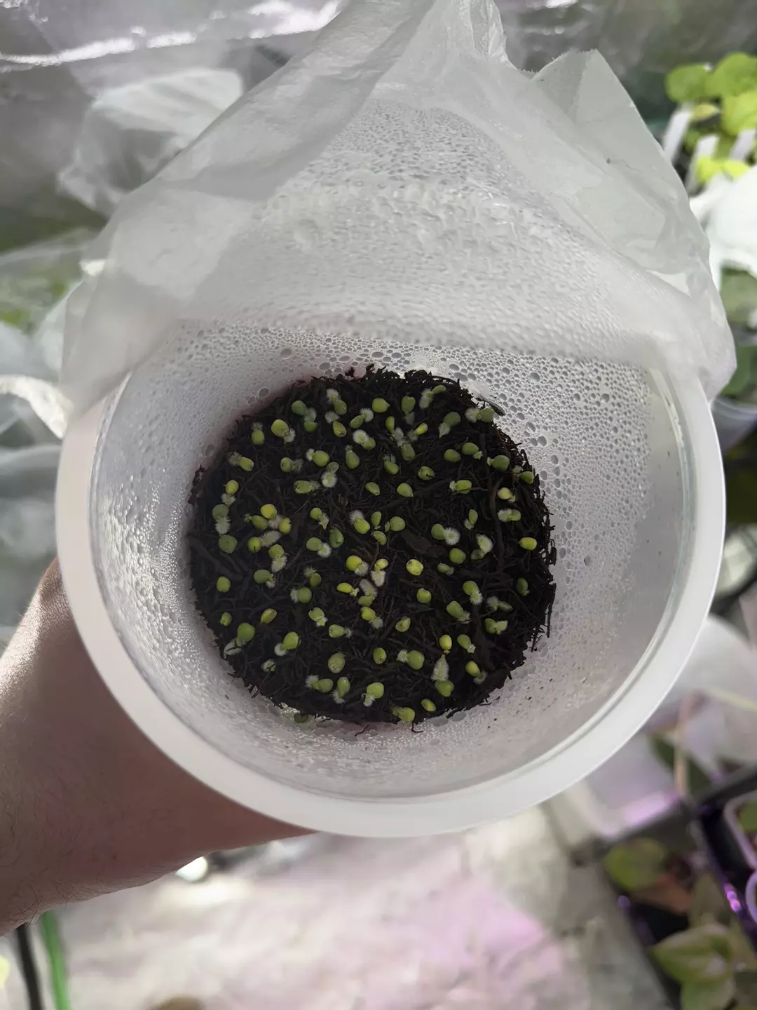 10x Germinated Seed Mystery Box thumbnail