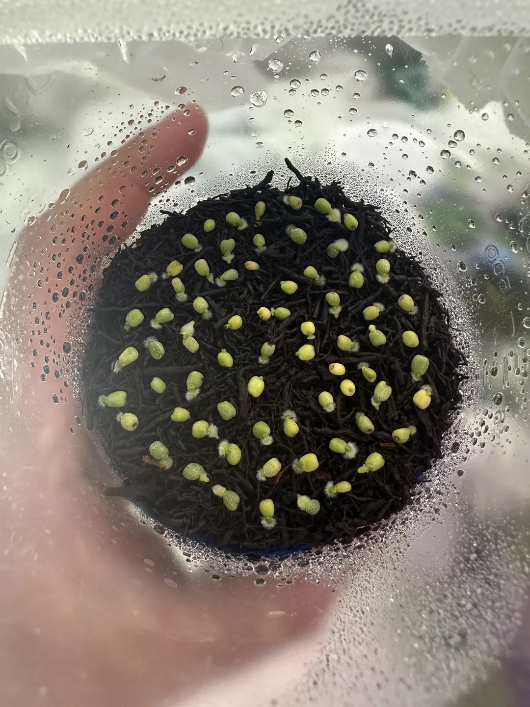5x Germinated Seeds Mystery Box thumbnail