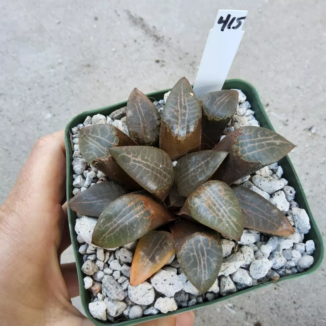 415. Haworthia comptoniana hybrid in 4" thumbnail