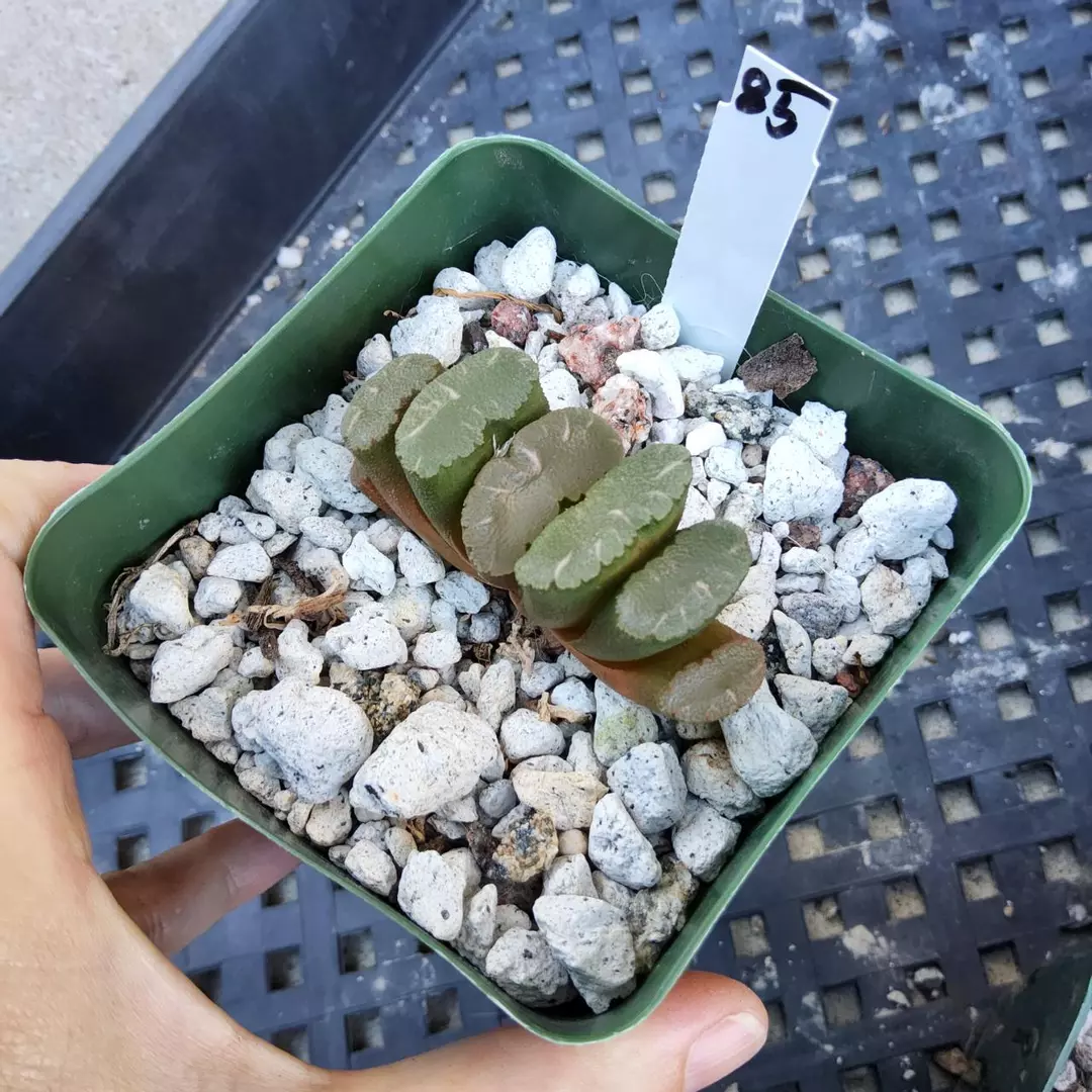 85. Haworthia truncata in 4" thumbnail