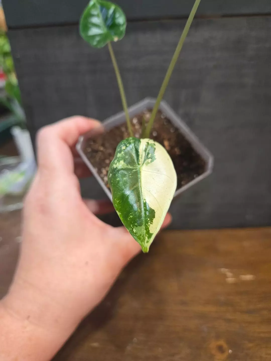 Alocasia frydek variegated thumbnail