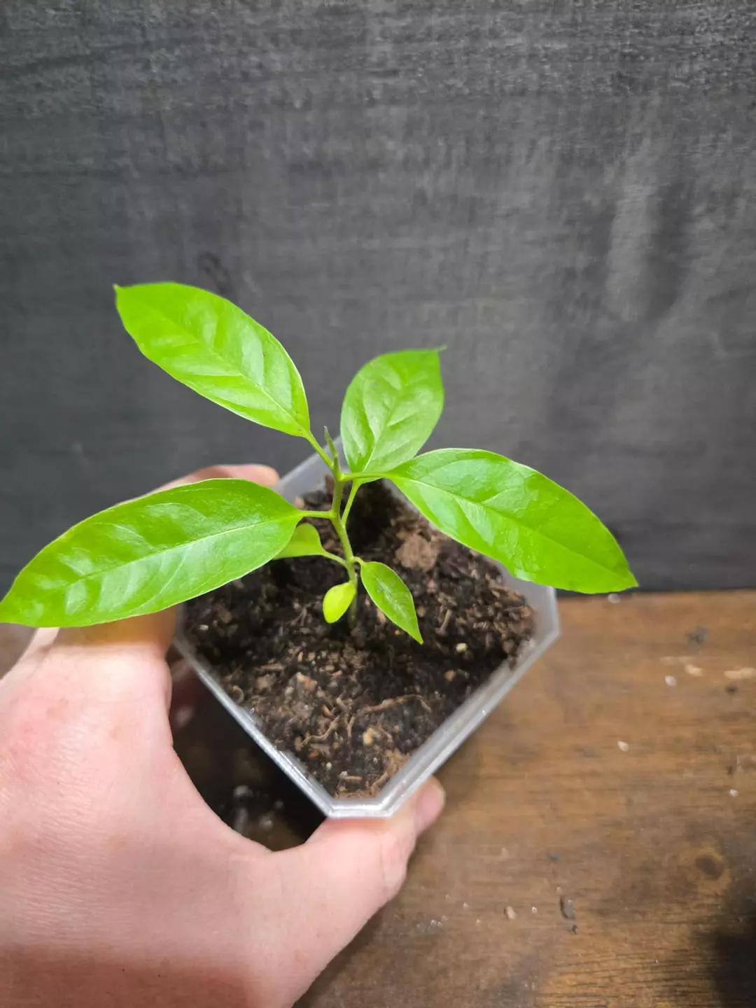 Hoya papaschonii thumbnail