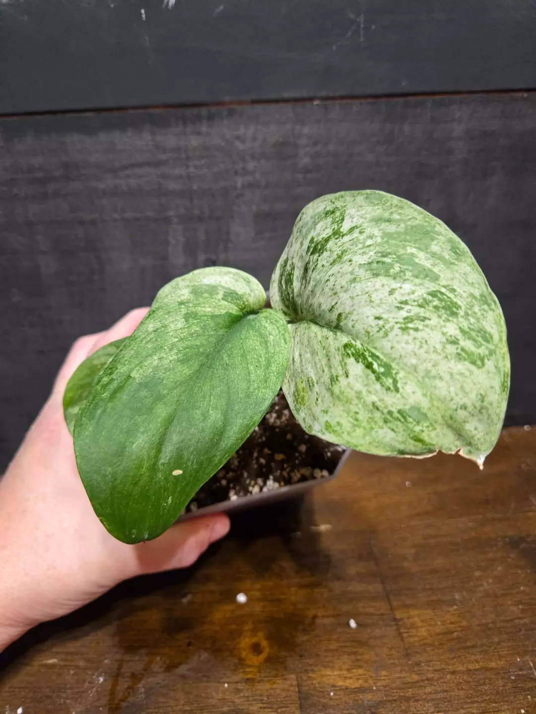 Scindapsus peason thumbnail