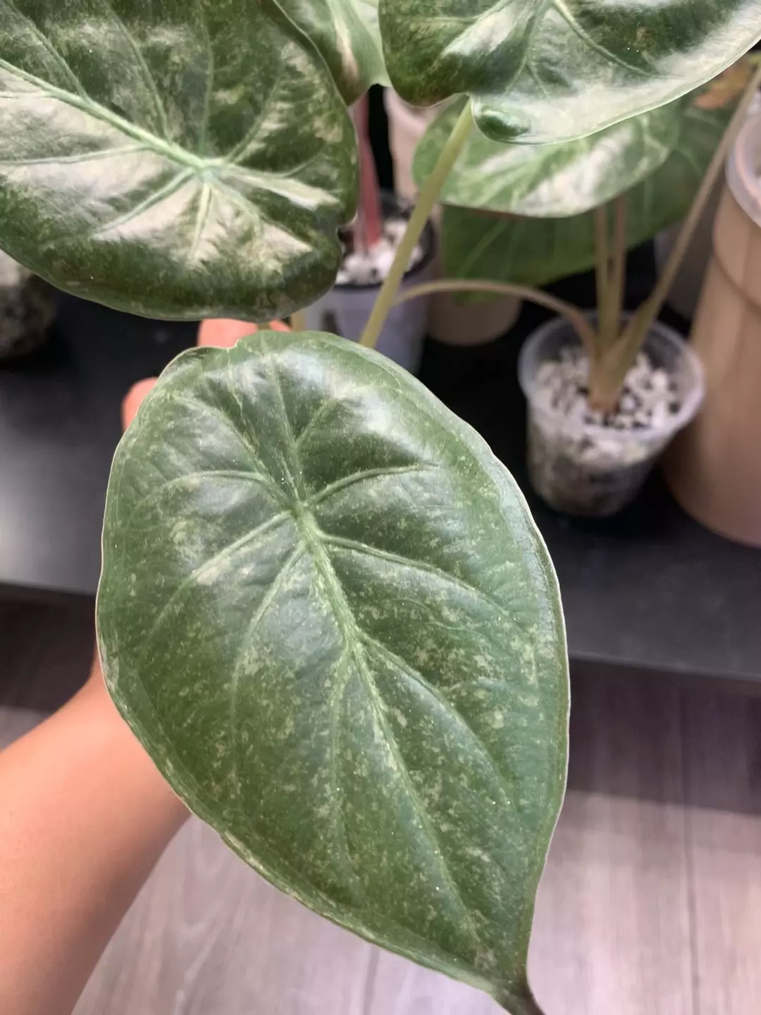 Wentii pink splash from corm thumbnail