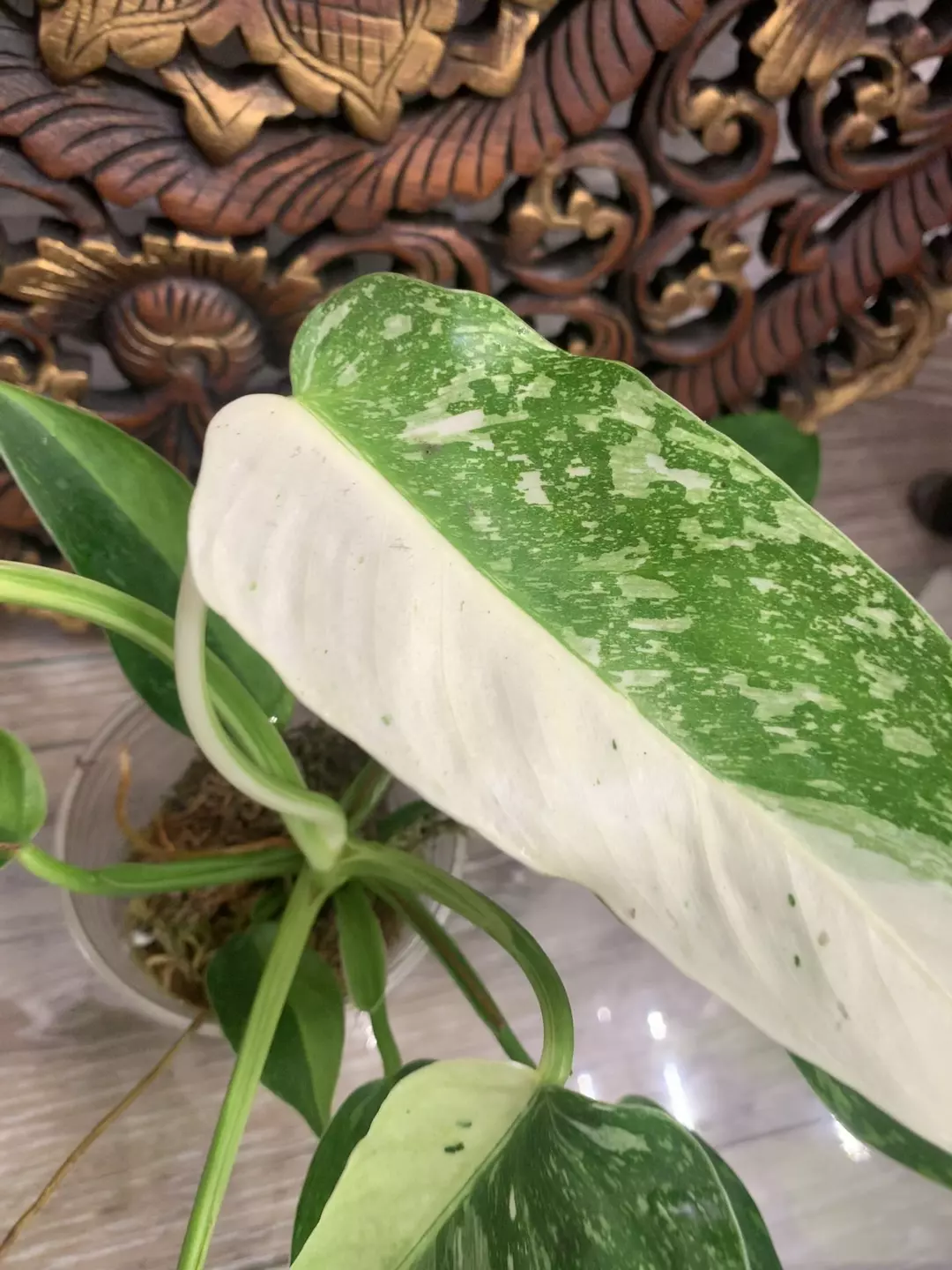 Philodendron Jose buono  thumbnail