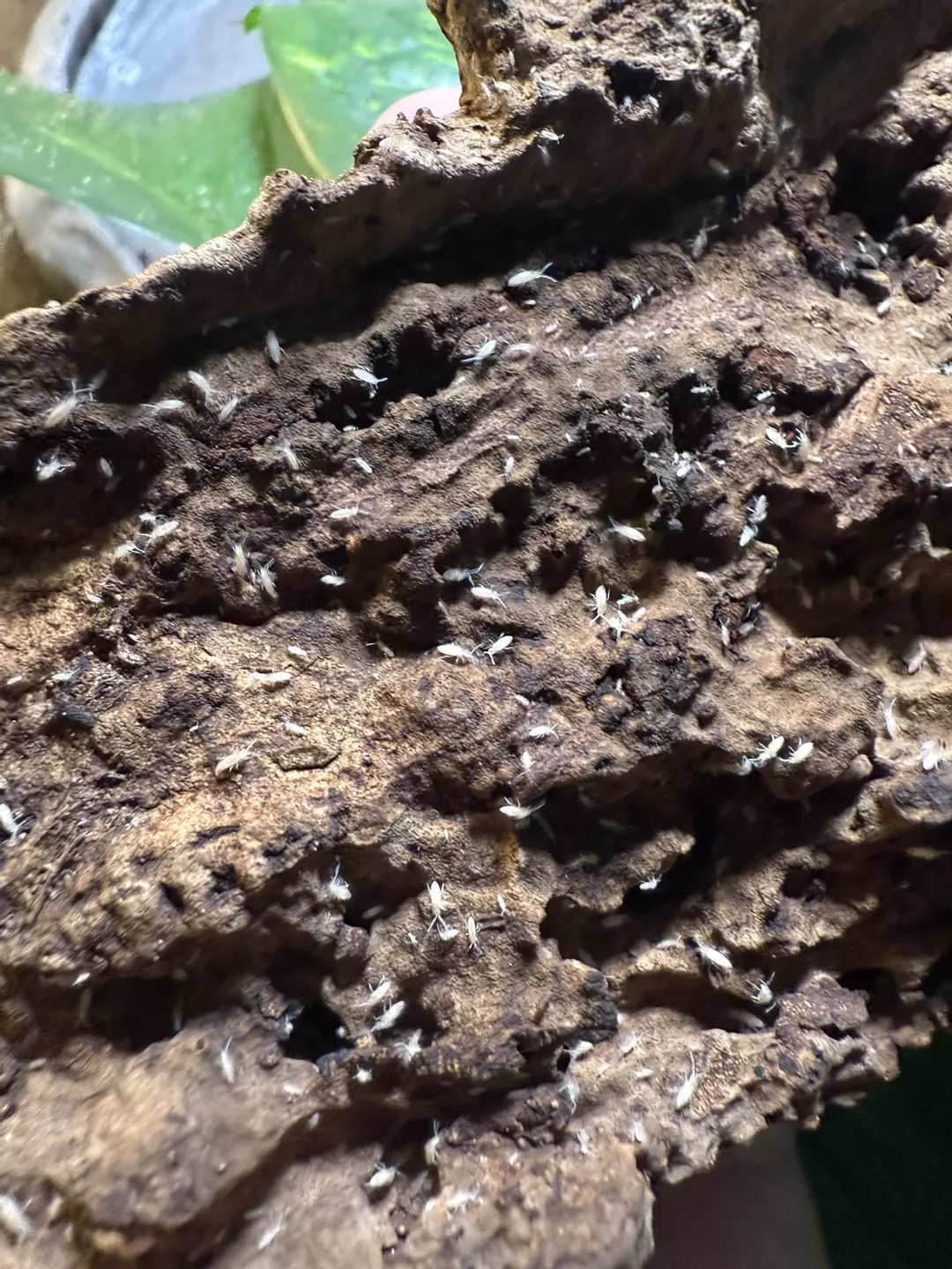 Starter Springtail culture (clay or moss substrate) thumbnail