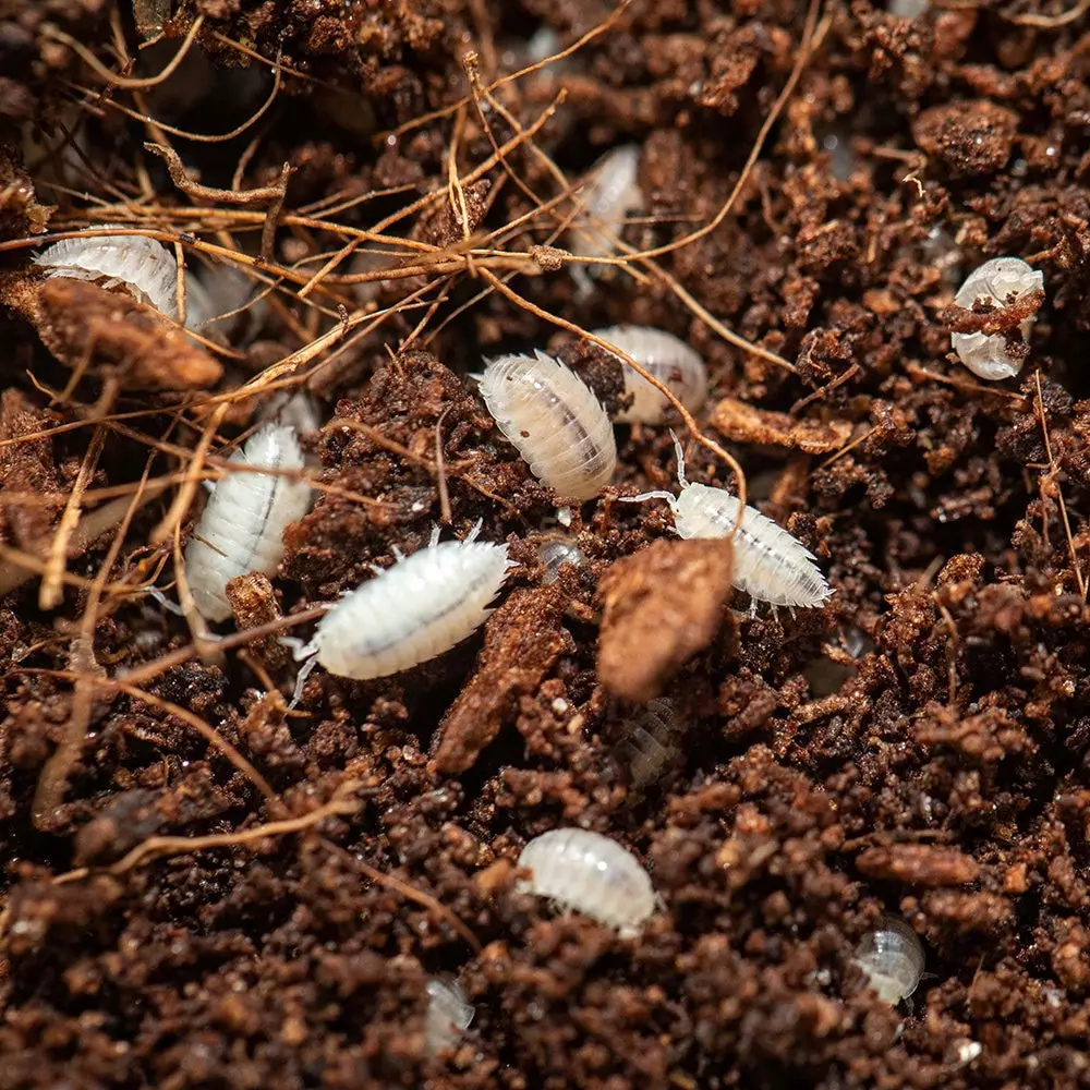 30+ct Trichorhina tomentosa (Dwarf Whites) thumbnail