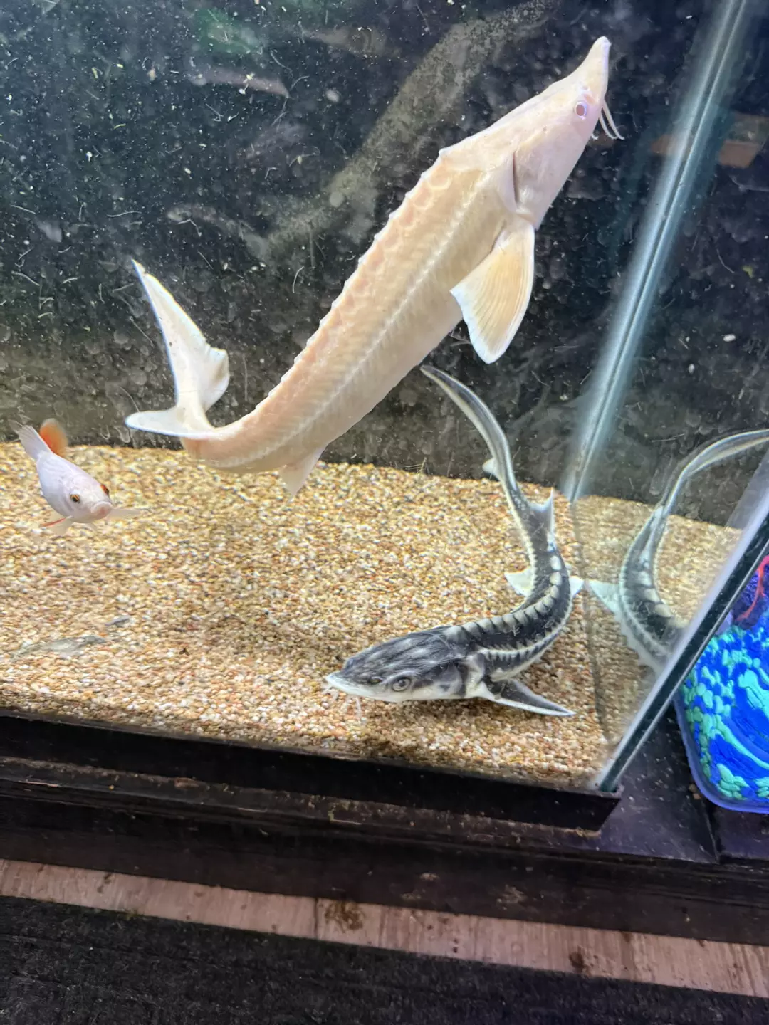 Albino sterlet sturgeon thumbnail
