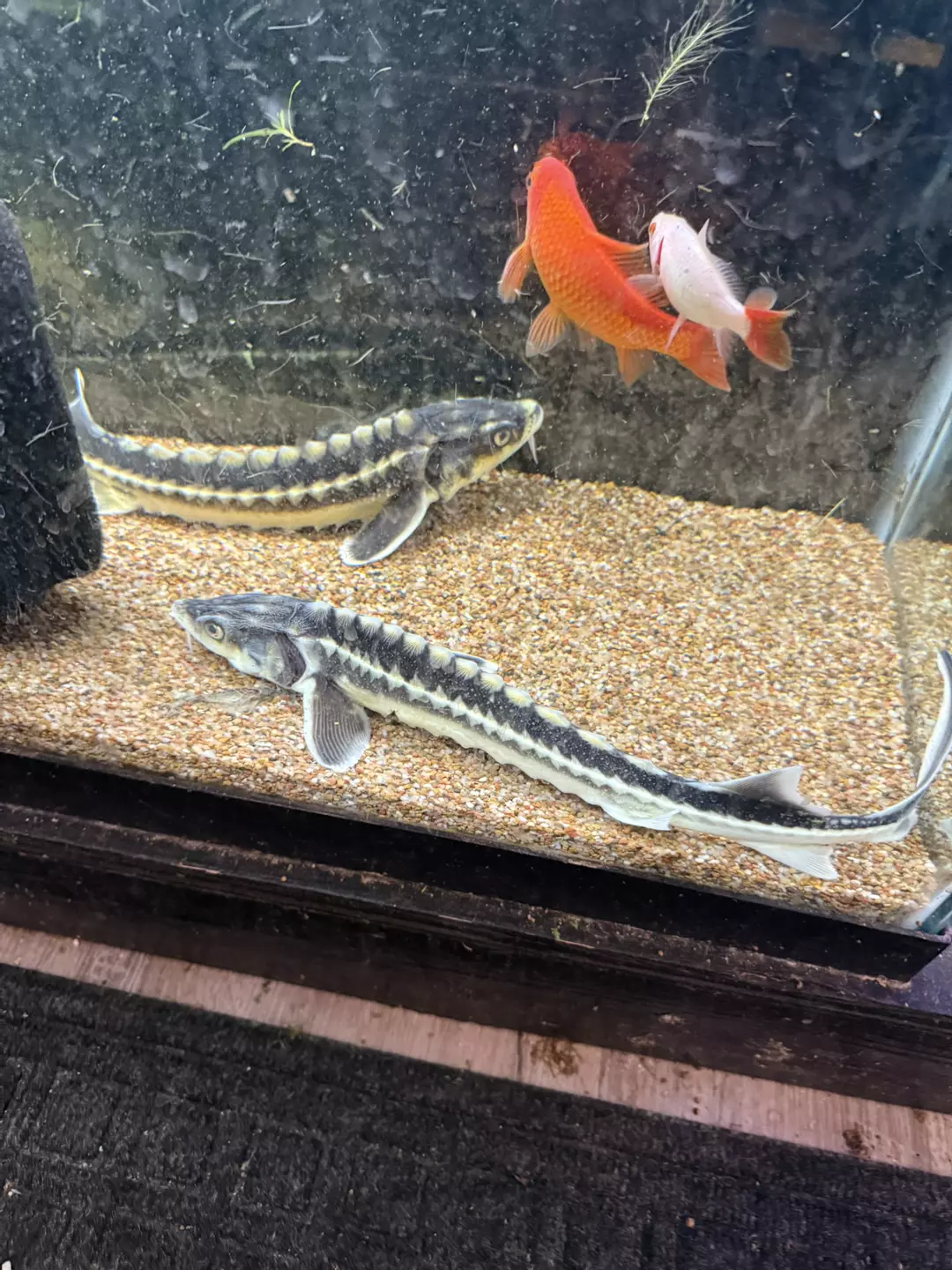 White diamond sturgeon thumbnail