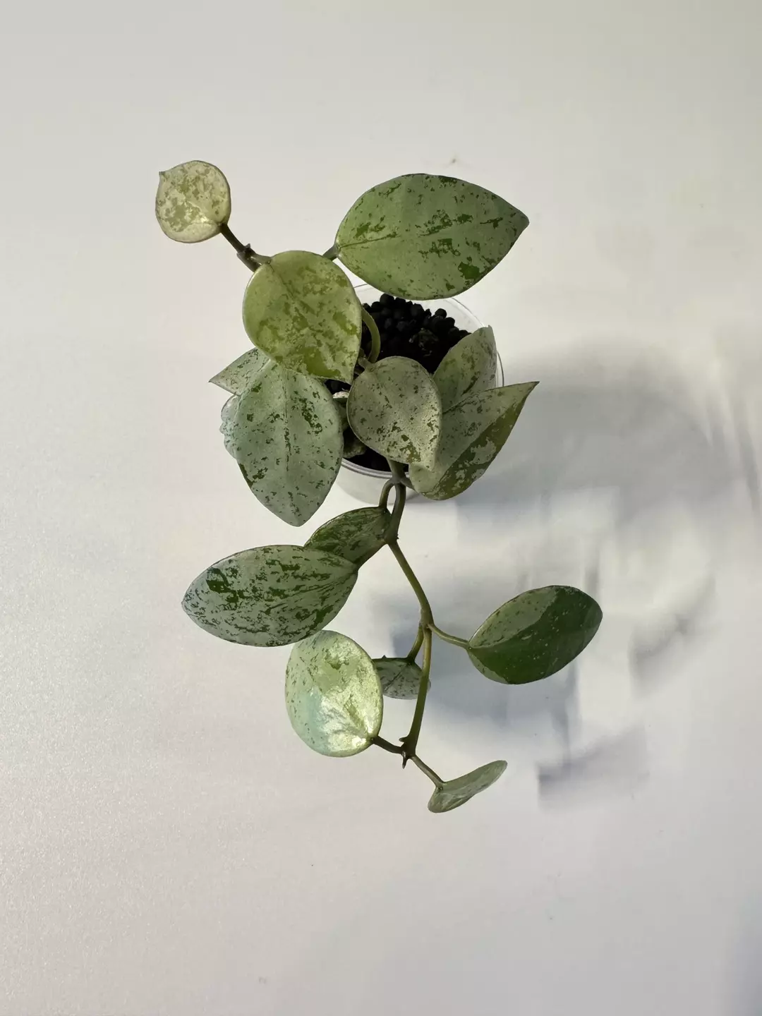 Sulcata Starter thumbnail