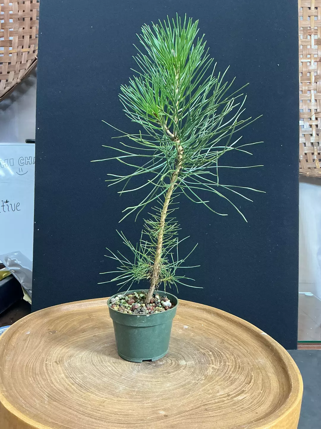 Japanese Black Pine Seedling 4" pot (grower’s choice) thumbnail