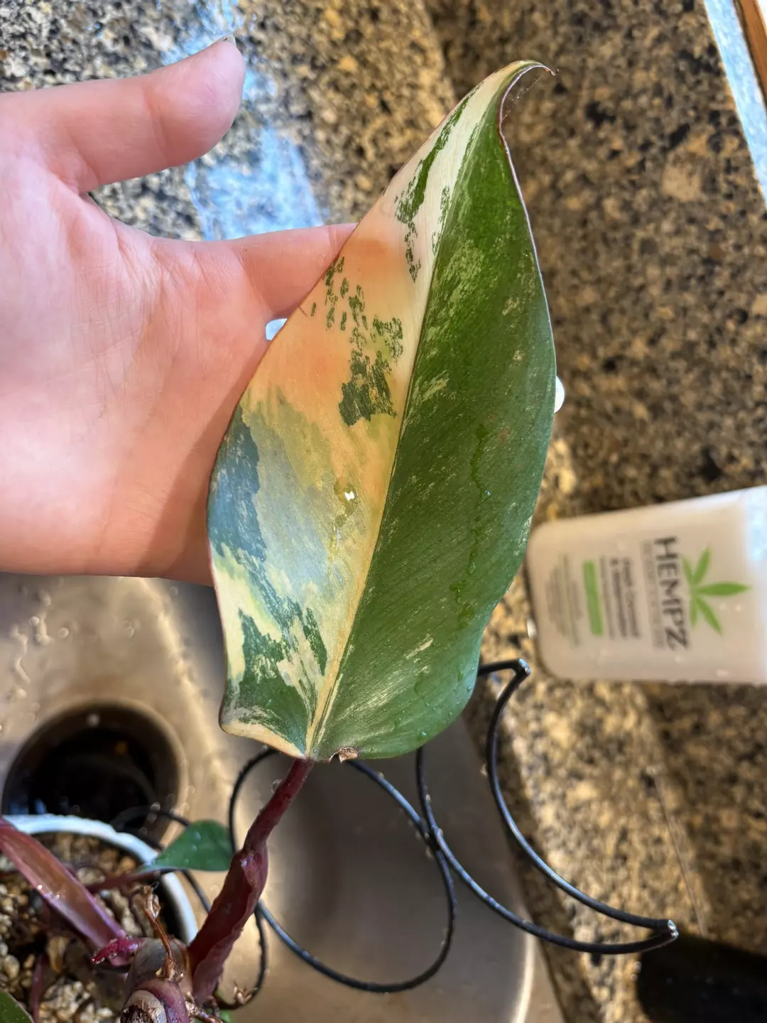 Strawberry shake philodendron fresh mid cut thumbnail