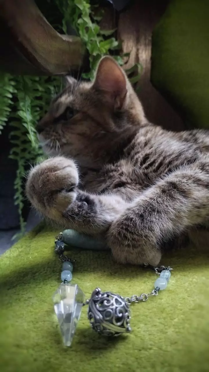 My Feral Hoard... N.F.S. 💚 thumbnail