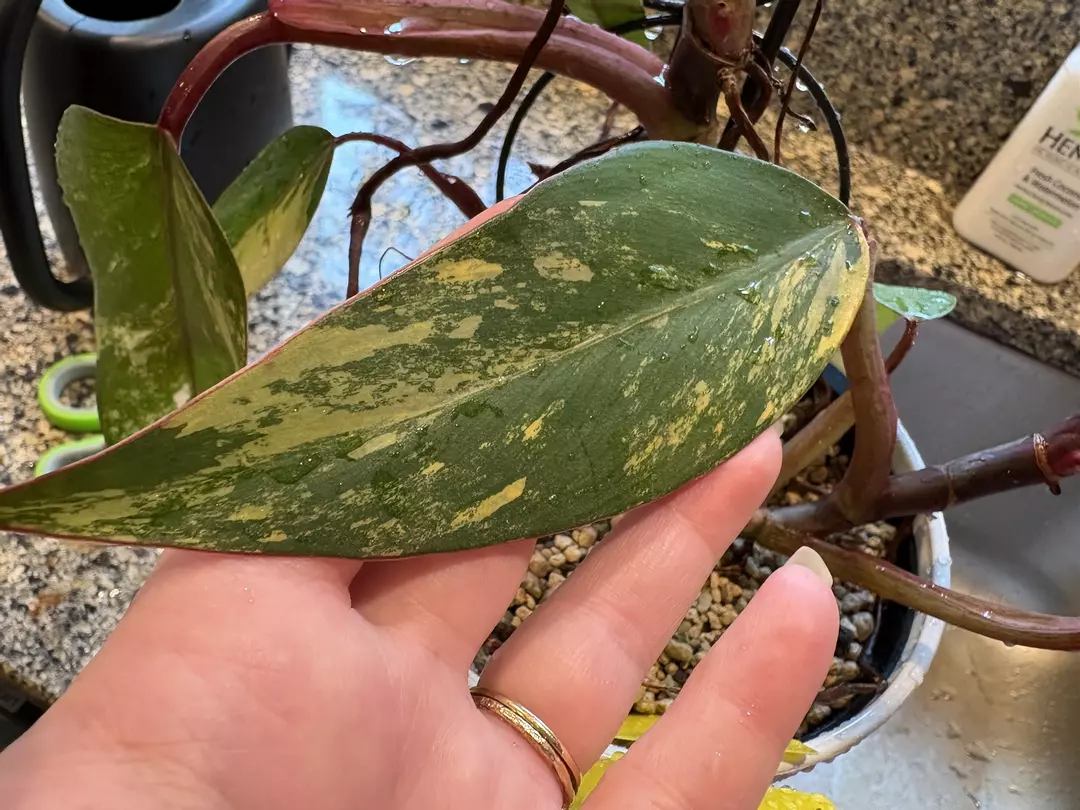 Strawberry shake philodendron fresh mid cut thumbnail