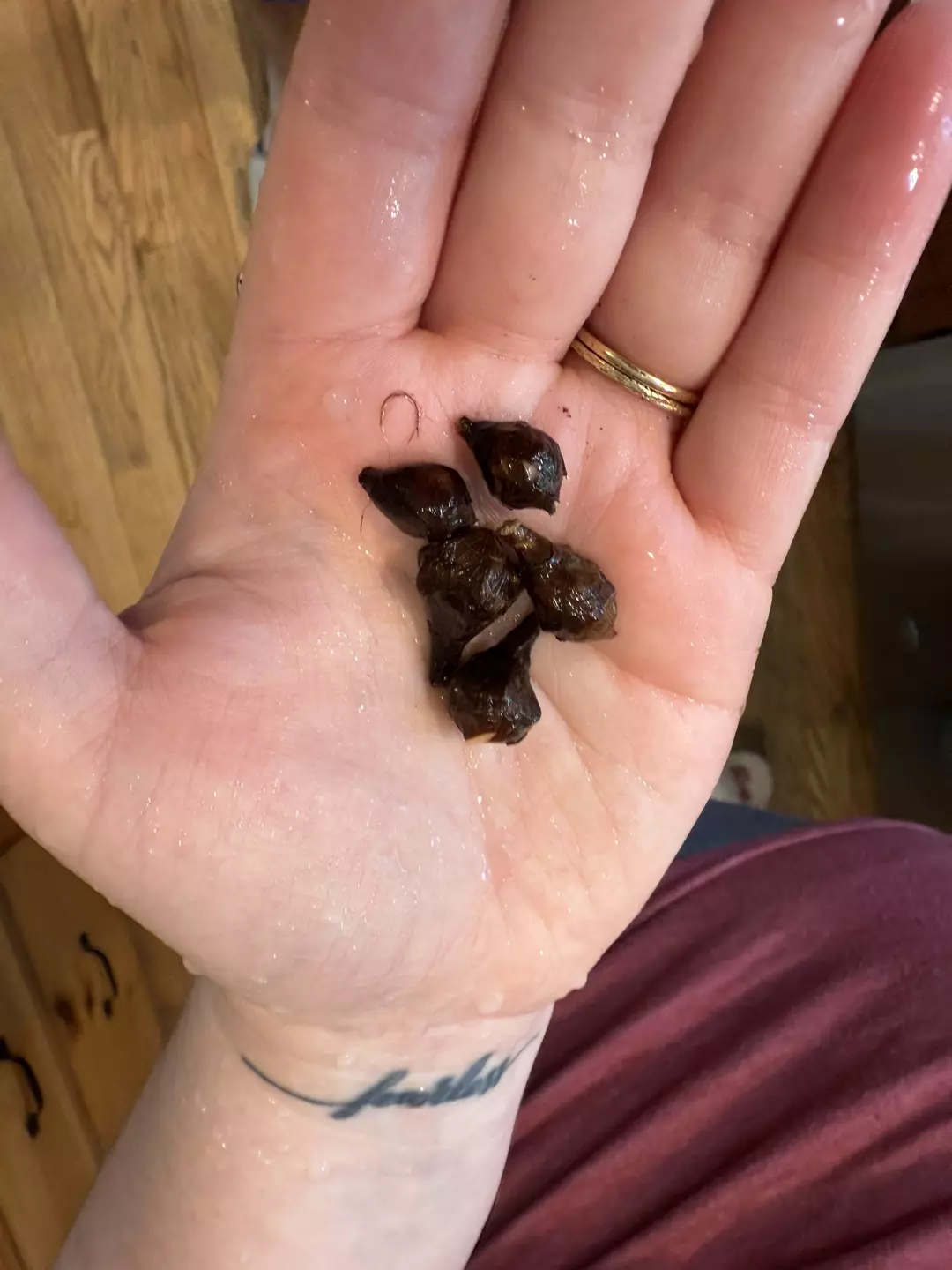 5pk Cuprea Red Secret Corms thumbnail