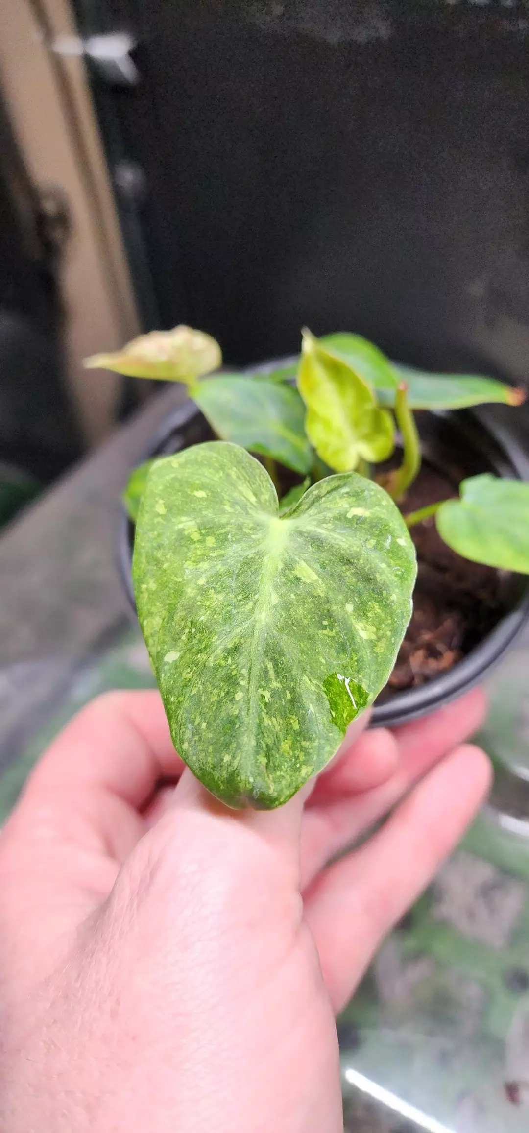 Multi plant pot verigated verrucosum philodendron thumbnail