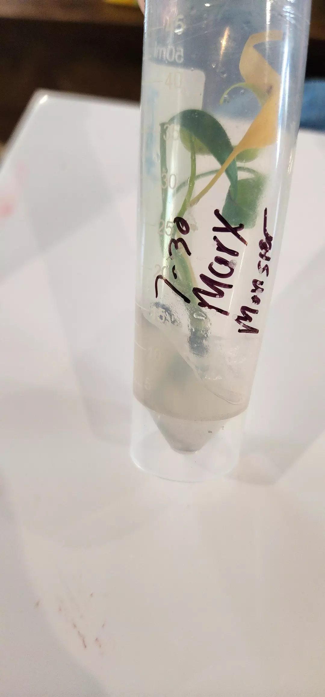 Burle marx monstera tc thumbnail