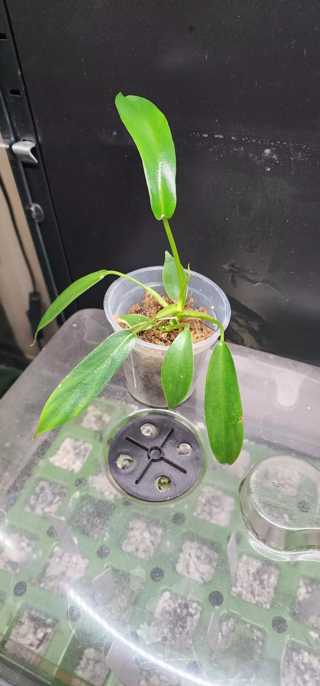 Possible low var joepii thumbnail