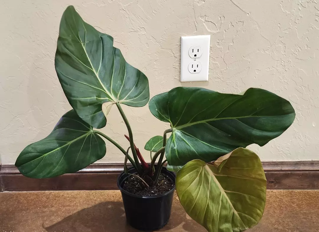 Mature philo summer glory  thumbnail