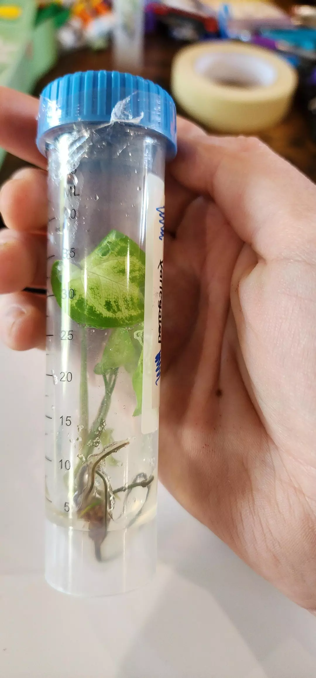 #44 syngonium batik  thumbnail