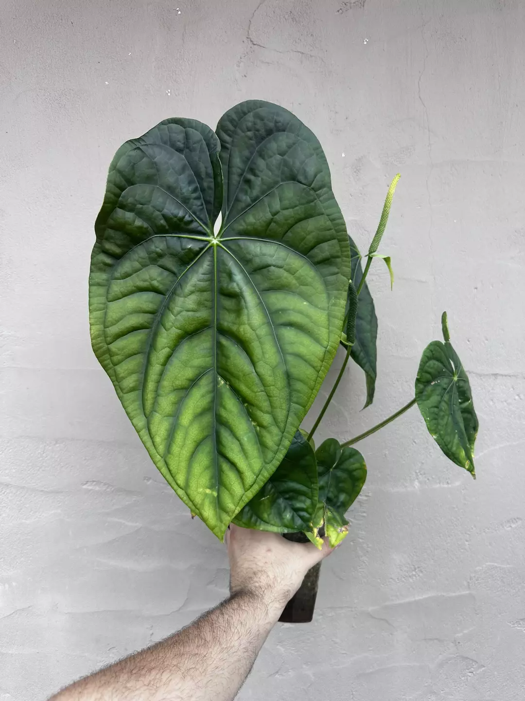 (Dress x Lux) x Dressleri Sprout thumbnail