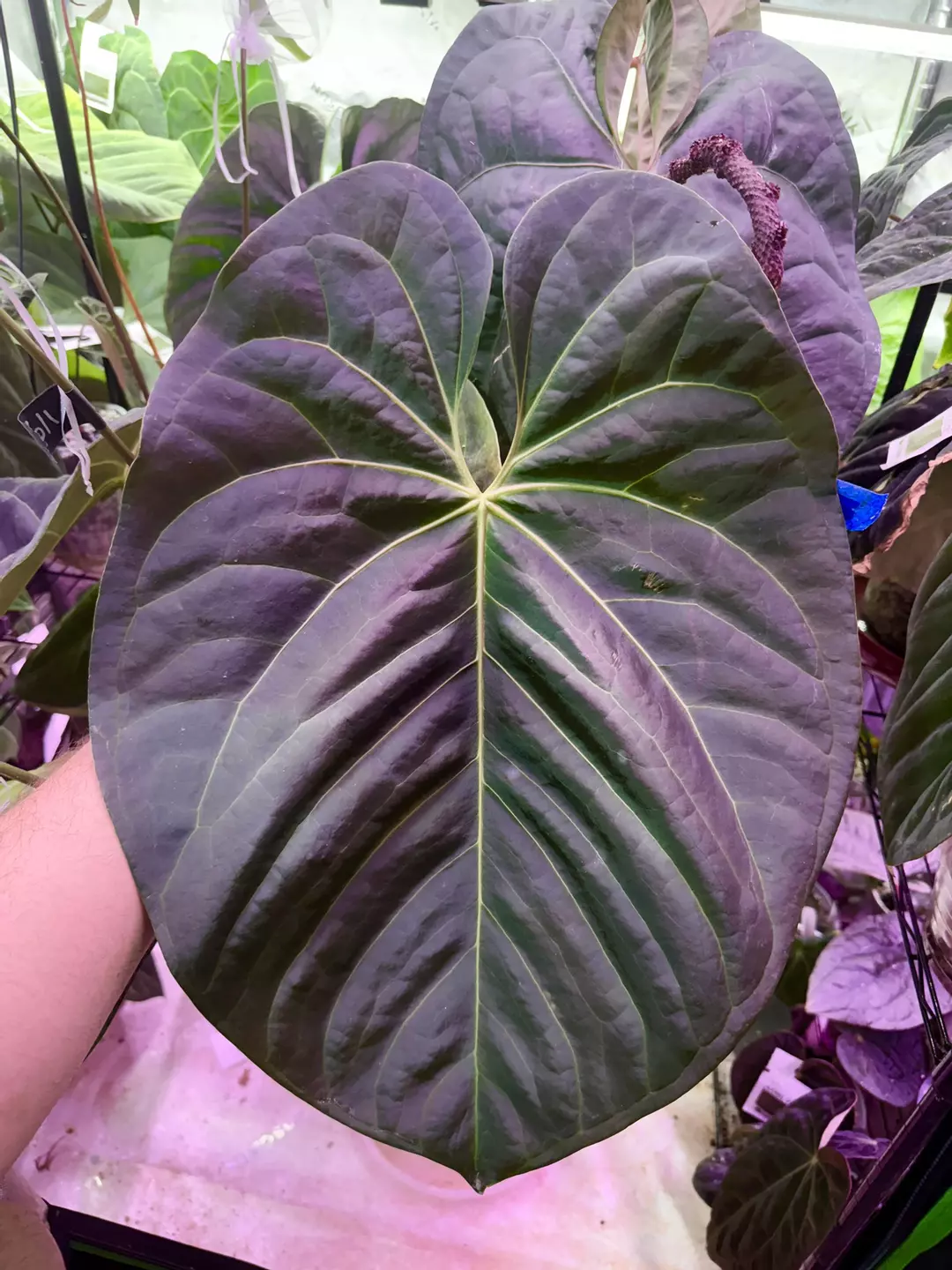 (Besseae Galaxy x Aff) x (The Wall x Dorito Port) thumbnail