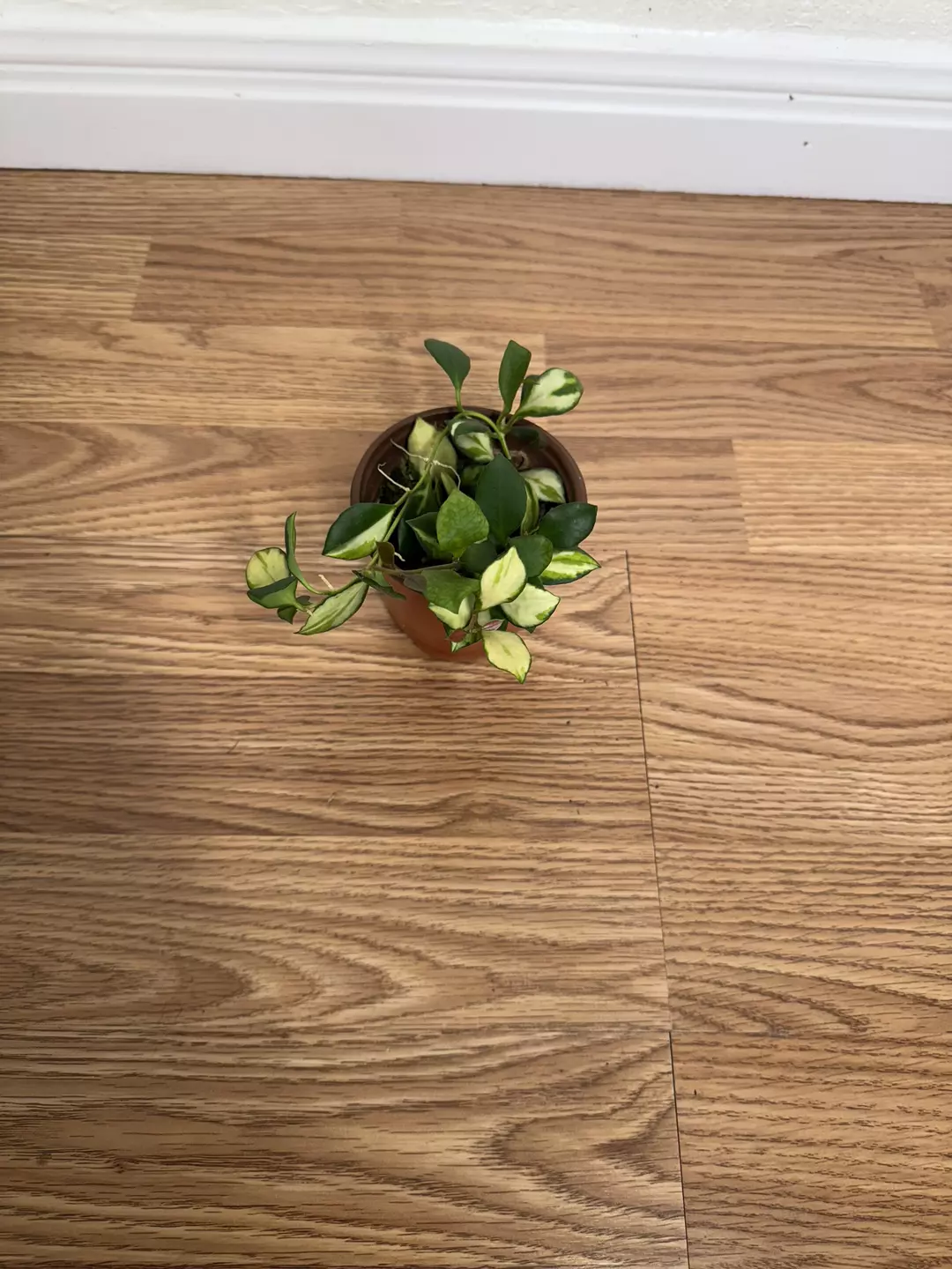 Hoya Heuschkeliana thumbnail