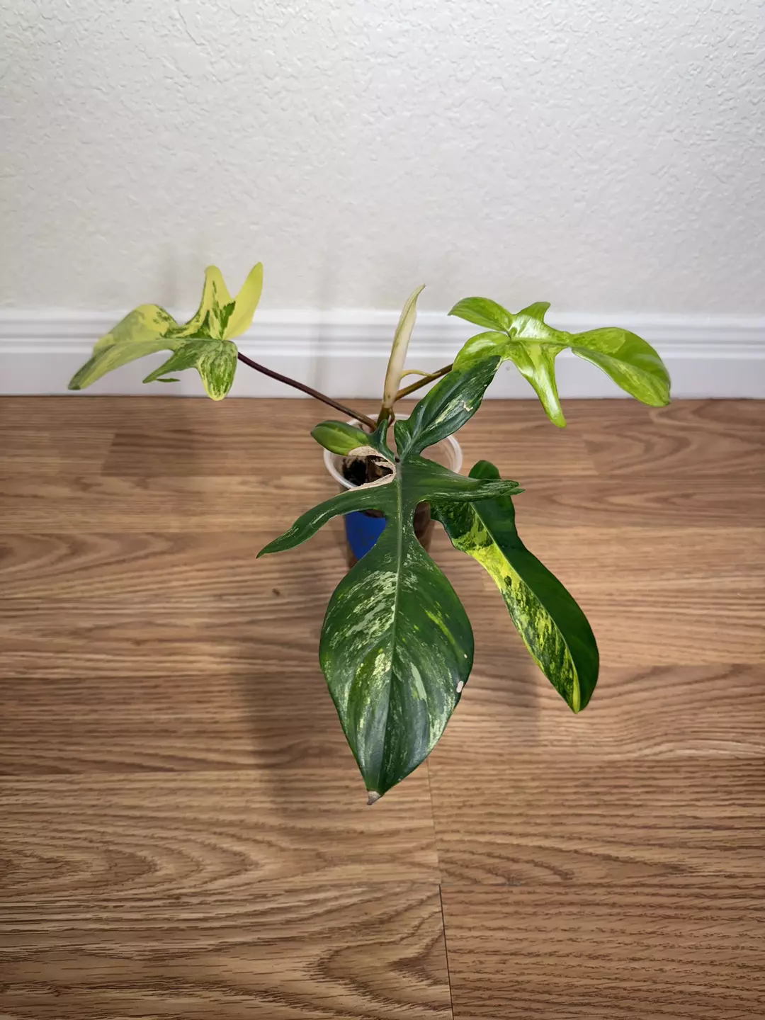 Florida beauty B thumbnail