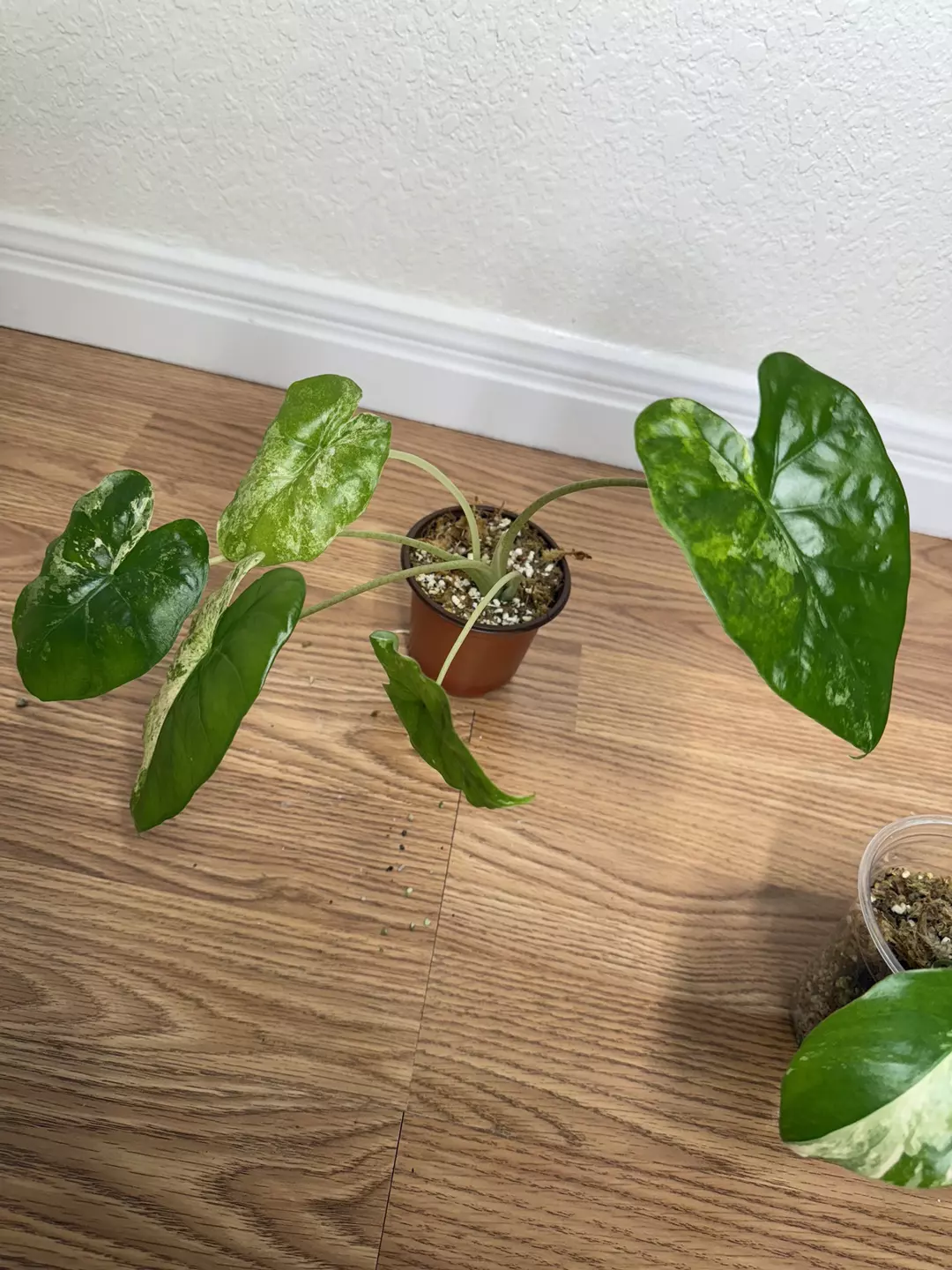 Alocasia id ?? thumbnail