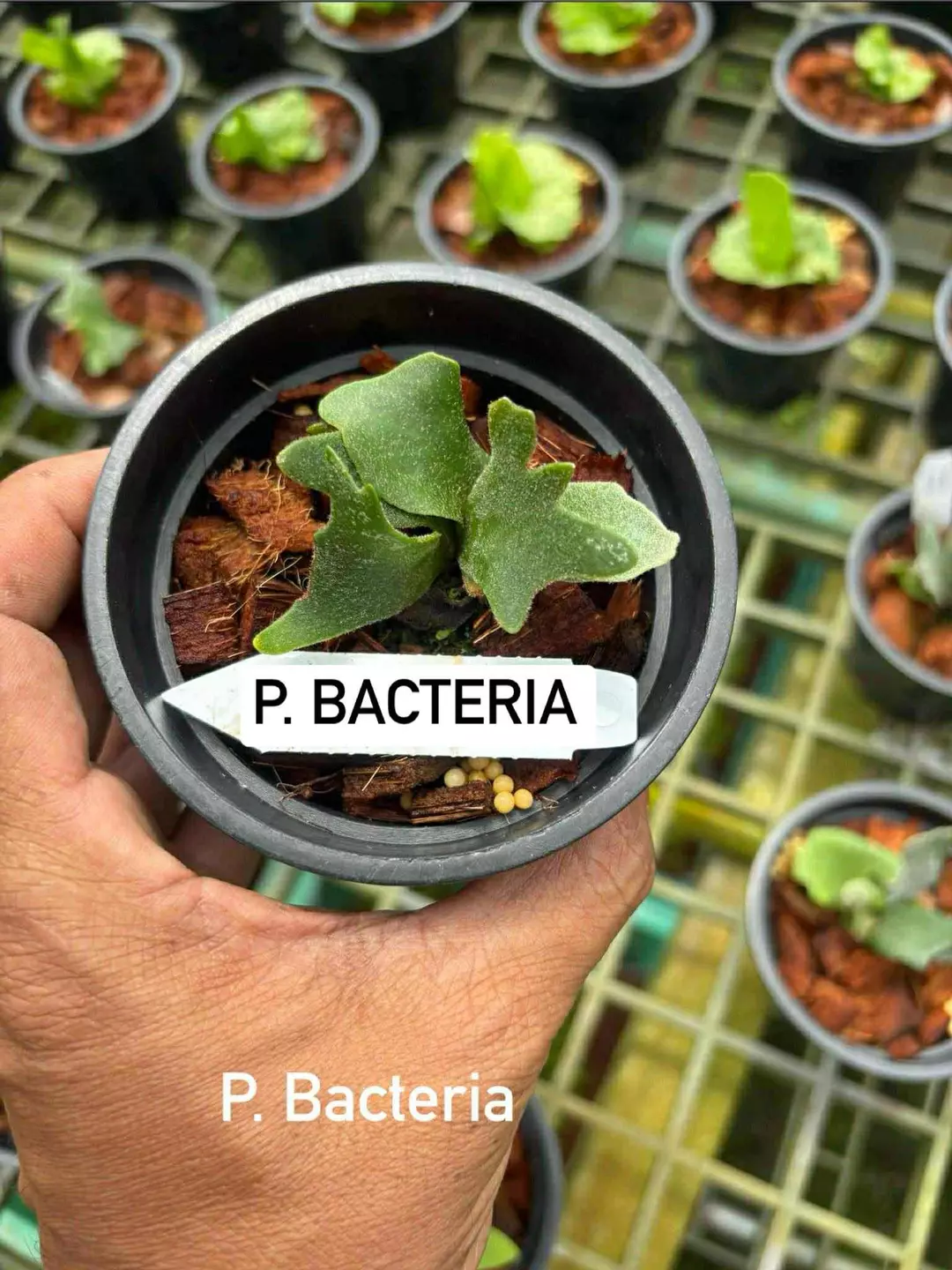 P. Bacteria 2/Pack thumbnail