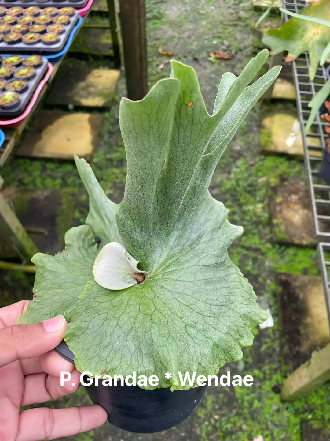 P. Wendae 2/ Pack thumbnail