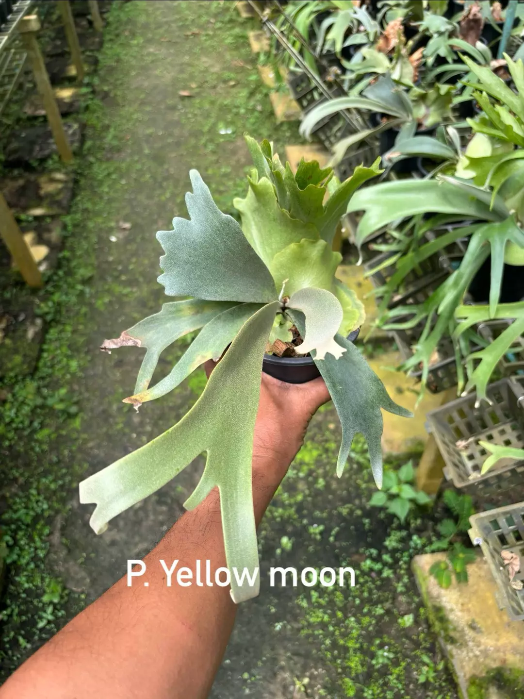 P. yellow moon thumbnail