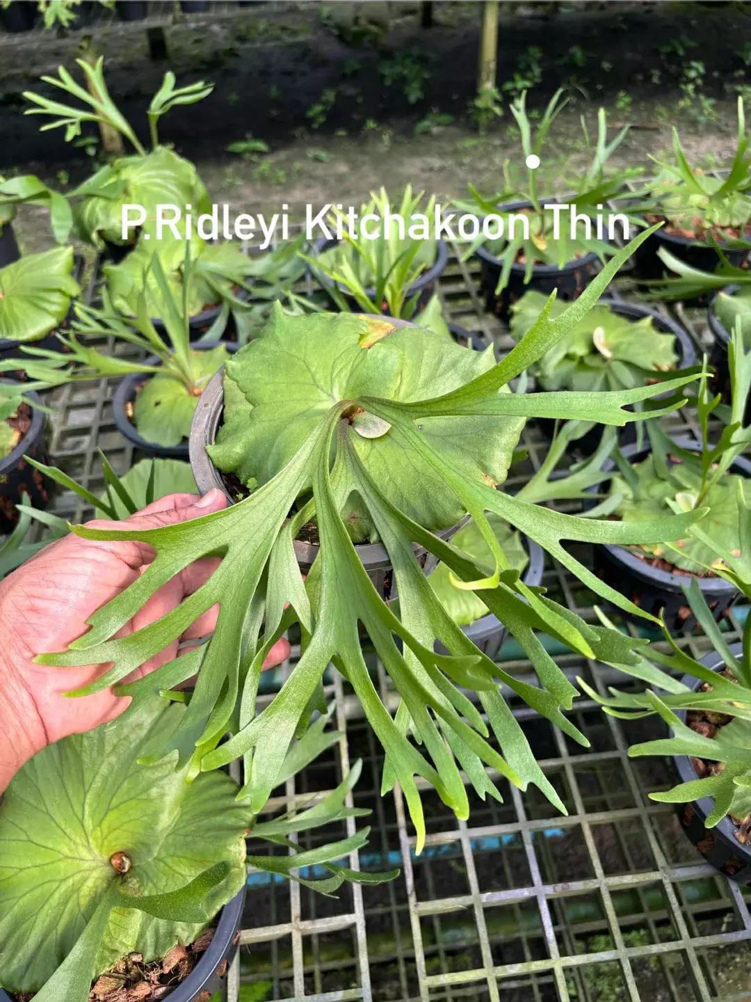 P. Ridleyi Kirchakood Thin thumbnail