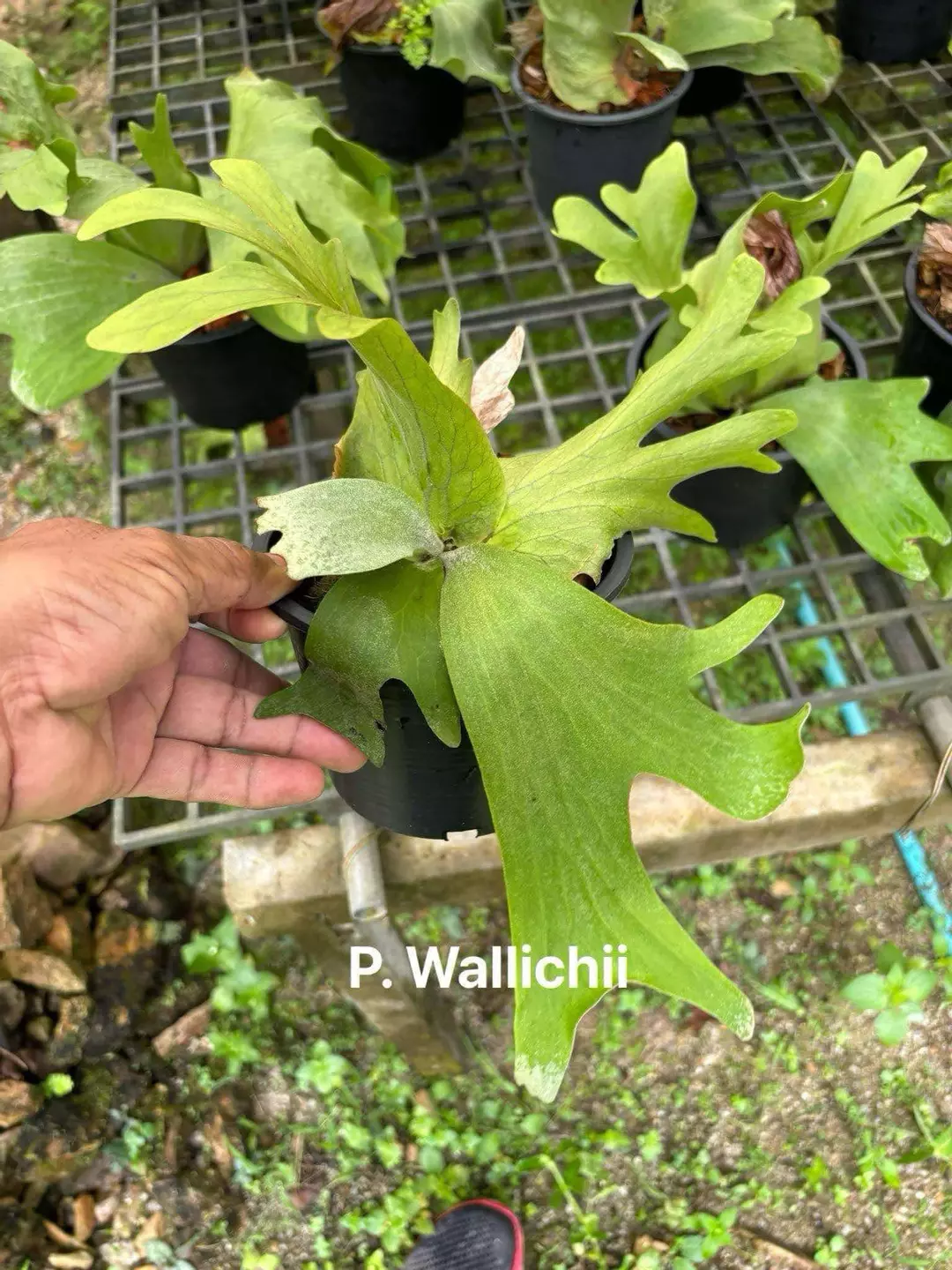 P.Wallichii 2/Pack thumbnail