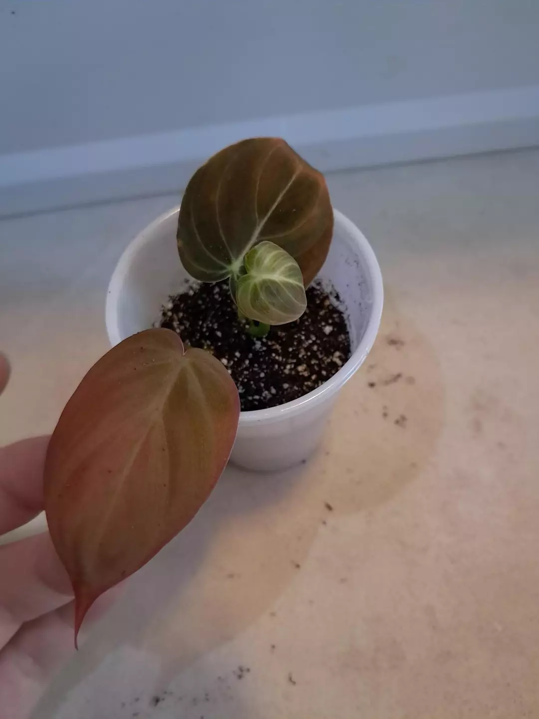 Variegated Melano! thumbnail