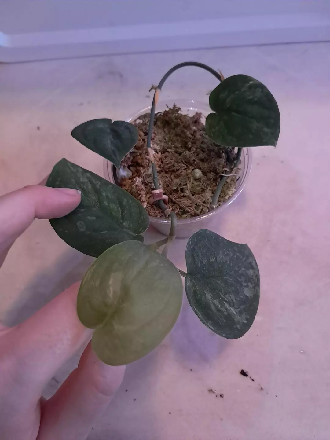 Scindapsus Mangurai! thumbnail
