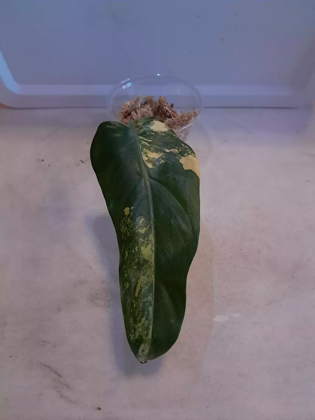 Philodendron Variegated Domesticum! thumbnail