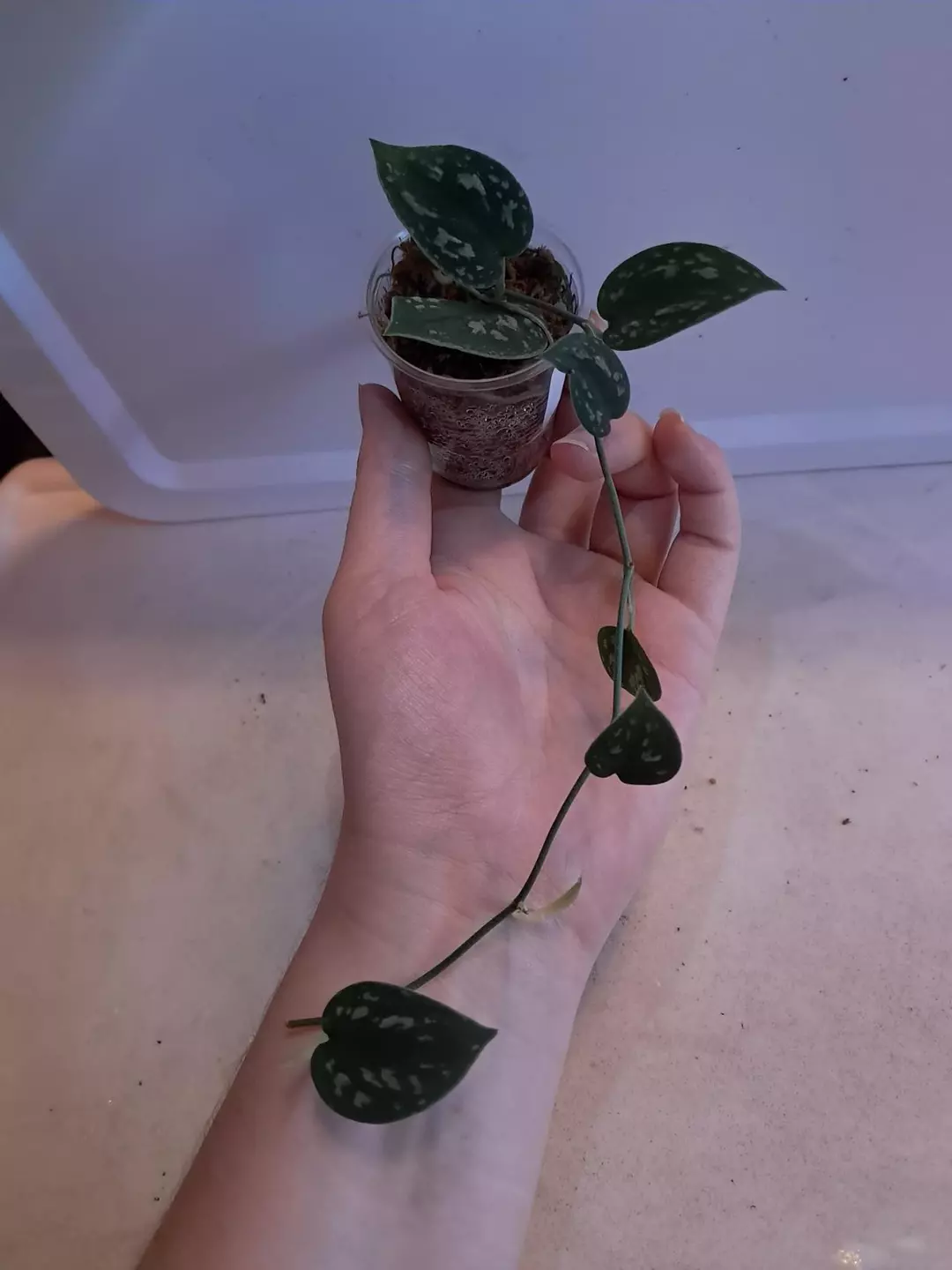 Scindapsus Dark Tricolor! thumbnail