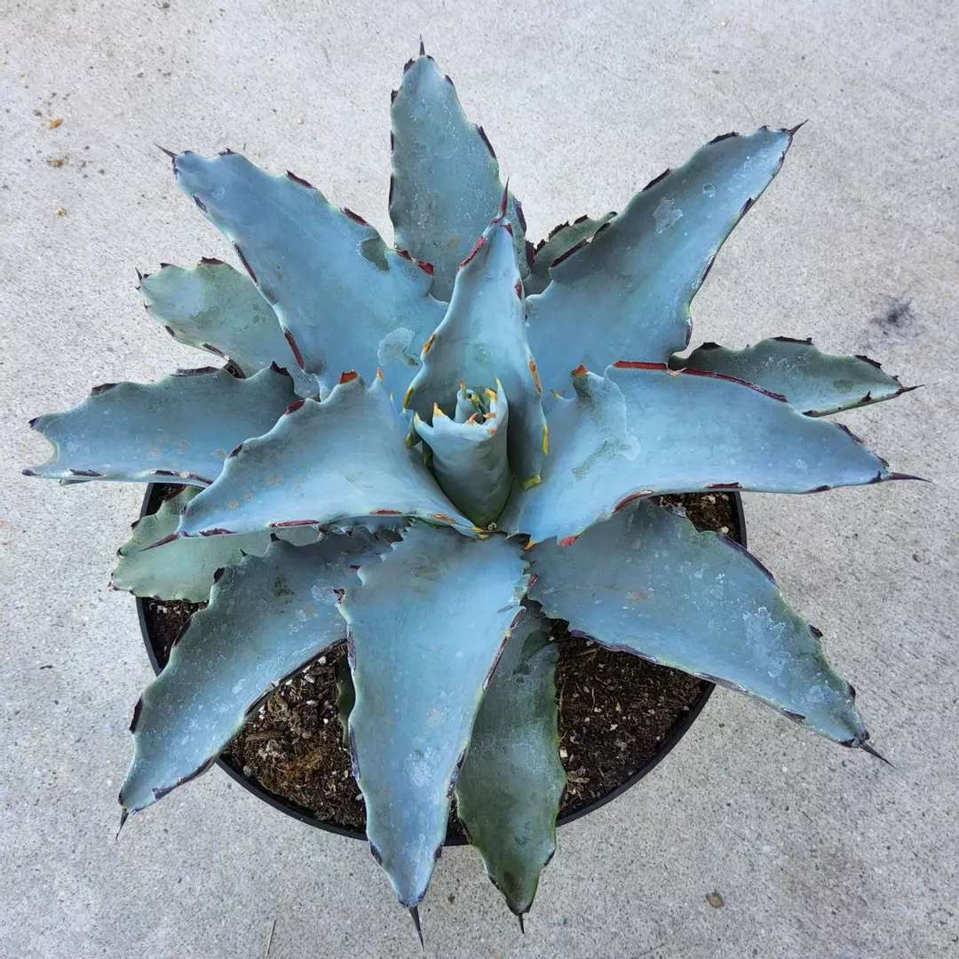 Agave 'Sierra Azul' in 8" thumbnail