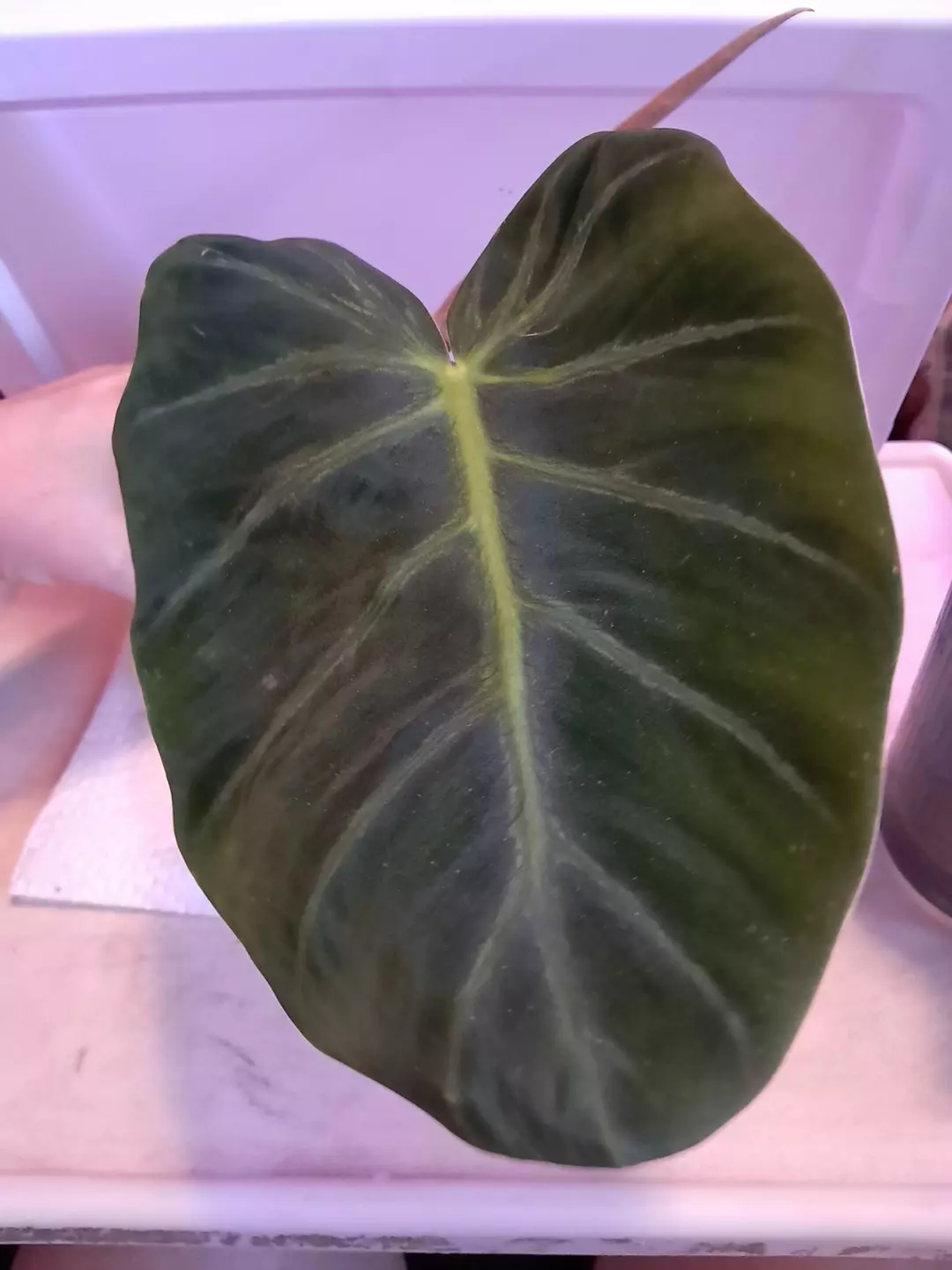 Philodendron Luxurians! thumbnail