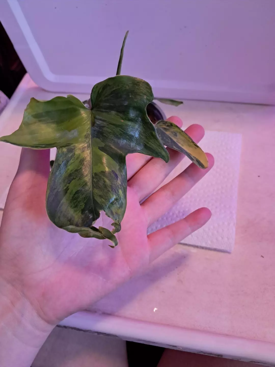 Philodendron Florida Beauty! thumbnail