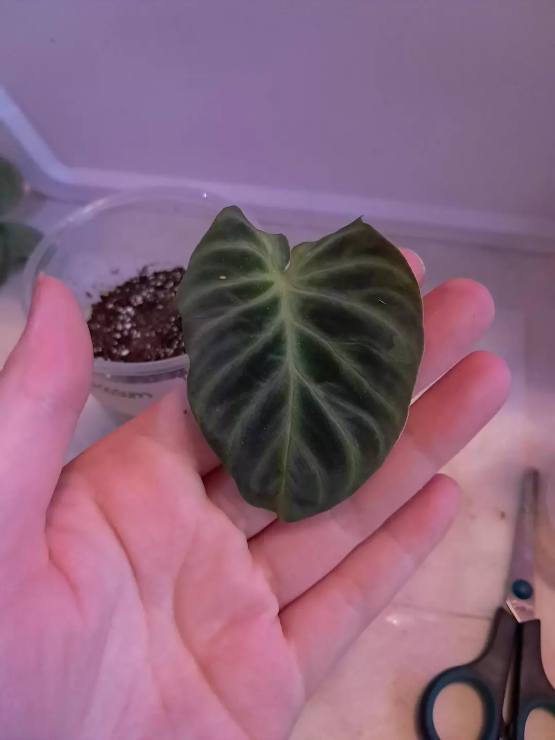 Verrucosum! thumbnail