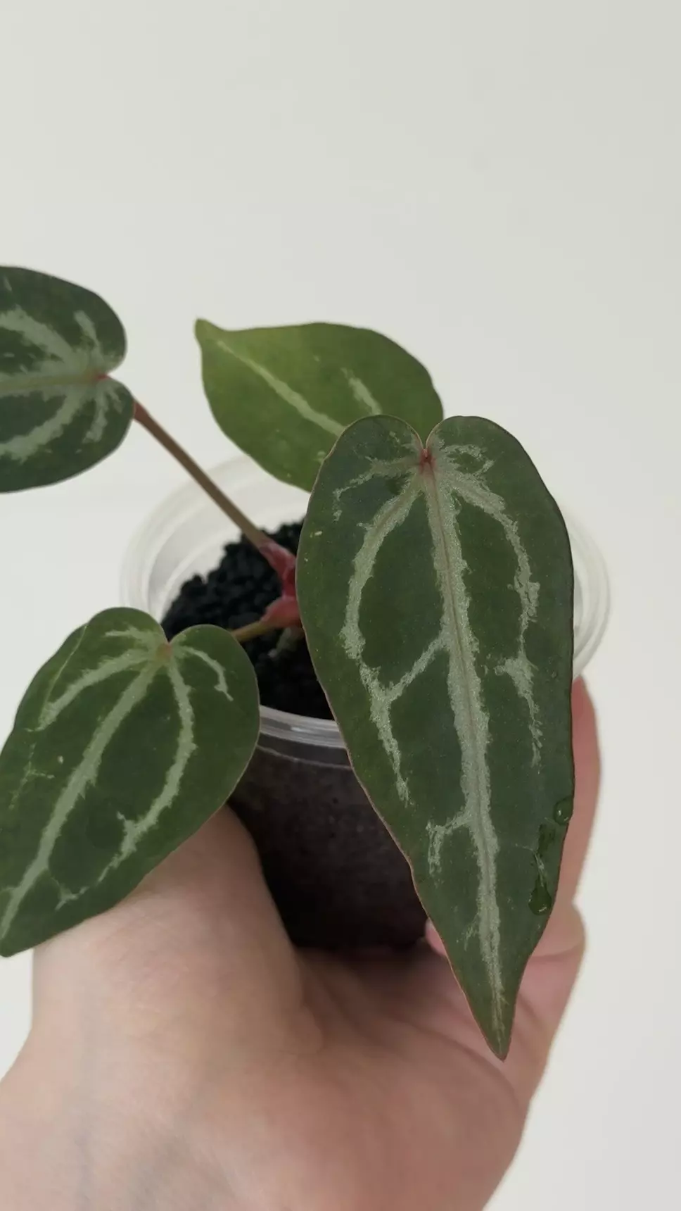 doc F2 x doc linage offset thumbnail