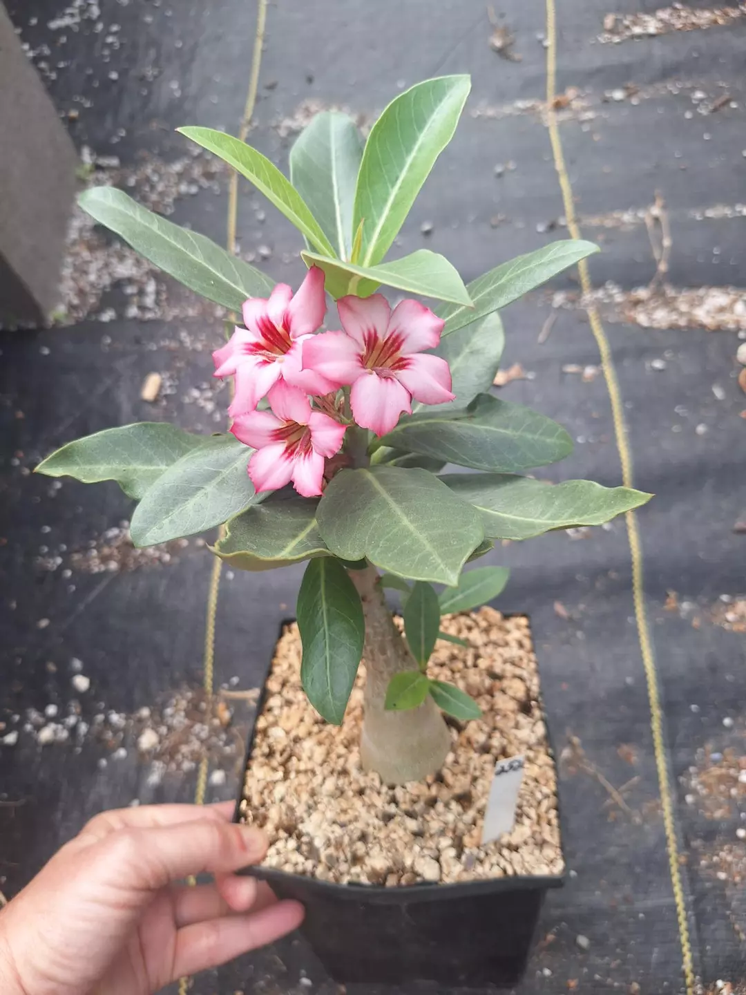 252. Adenium arabicum hybrid in 1 gallon thumbnail